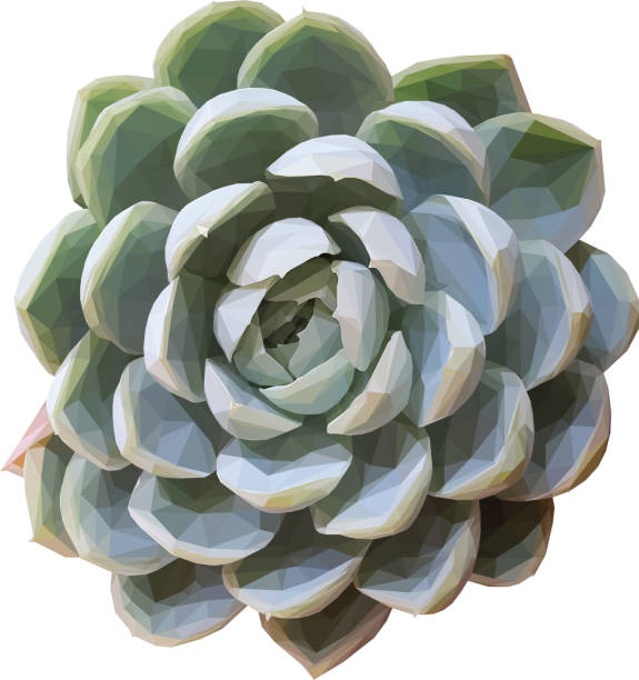 ilustraciones, imágenes clip art, dibujos animados e iconos de stock de ilustración geométrica de un teal suculento aislado - abstract backgrounds botany cactus