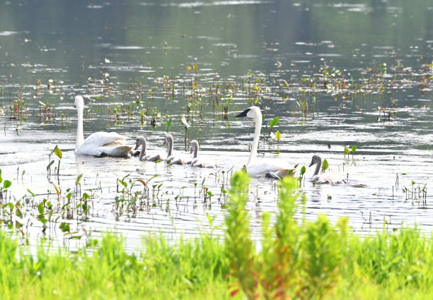 istock Swimming Swan Family 1303912236