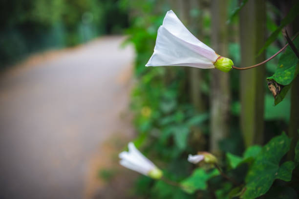 White petals of the Bindweed flower sticking out through the wooden fence near walking path in spring