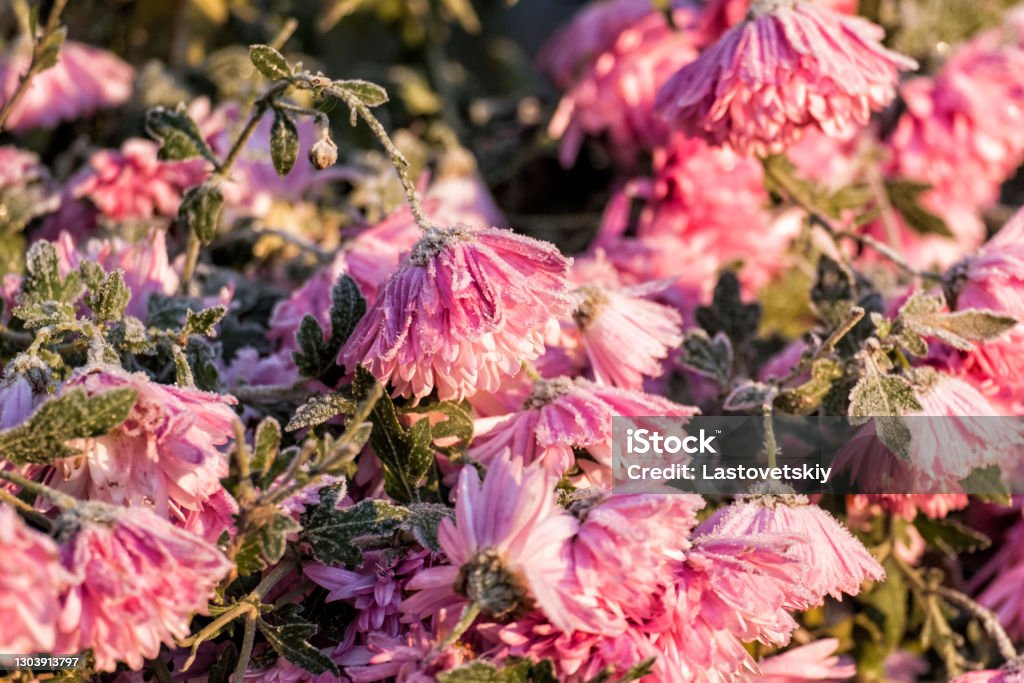 Pink garden chrysanthemums covered with frost (Chrysanthemum morifolium) Autumn Stock Photo