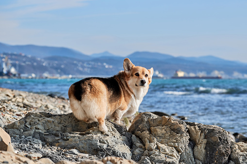 Charming miniature British Shepherd. Pembroke Welsh Corgi tricolor walking on pebbly shore on background of blue sea and a breath of fresh air. Walking with dog along sea coast.