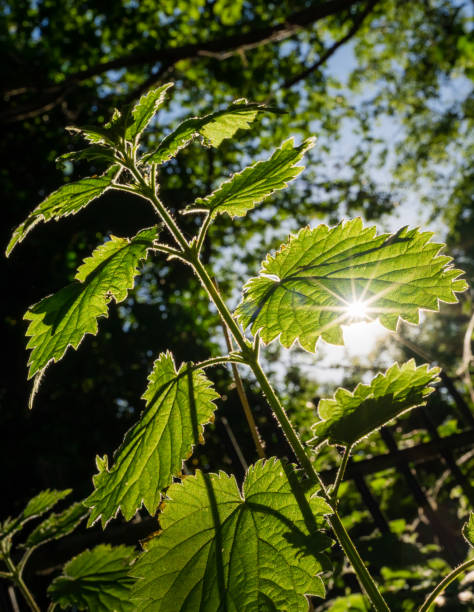 istock Tall Nettle wildflower at sunset 1303914919