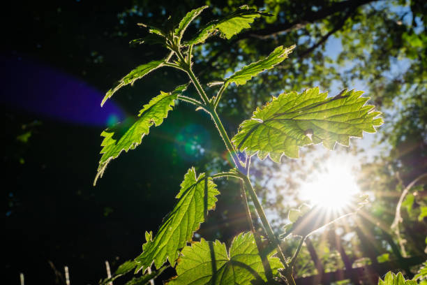 Tall Nettle wildflower at sunset