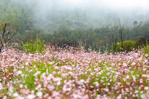 Field of beautiful and rare native Pink Flannel flowers in the mountains, background with copy space Field of beautiful and rare native Pink Flannel flowers in the mountains, background with copy space, full frame horizontal composition.
Although of fairly widespread distribution, pink flannel flower is rarely seen in the wild as it does not appear every year. Apparently it requires specific climatic conditions for seed stored in the soil to germinate. It is reported that it flowers for one season a year after a fire if there has been rain. bush land natural phenomenon environmental conservation stone stock pictures, royalty-free photos & images