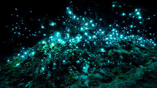 Los gusanos brillantes bioluminiscentes de Nueva Zelanda en una cueva oscura photo