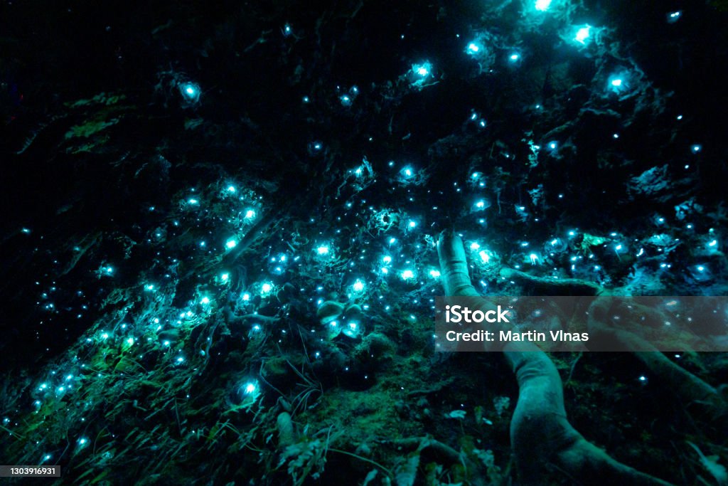 New Zealand's bioluminiscent glow worms in a dark cave Bioluminescence Stock Photo