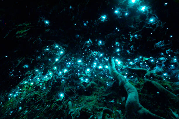 New Zealand's bioluminiscent glow worms in a dark cave New Zealand's bioluminiscent glow worms in a dark cave glowworm photos stock pictures, royalty-free photos & images