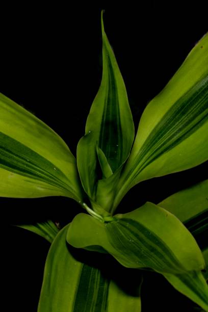 istock Dracaena Fragrans Plant. 1303917042