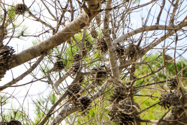 istock Pinus Halepensis in the mountain in Alicante 1303917607