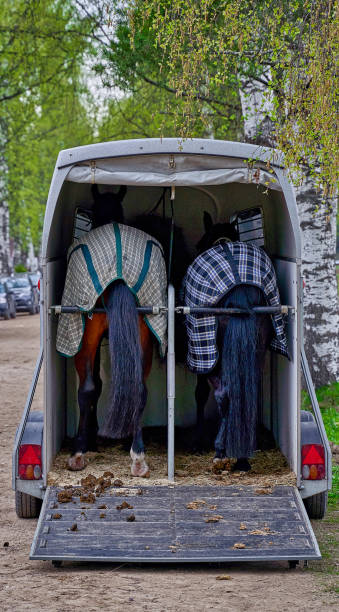 istock Horse cart 1303917625