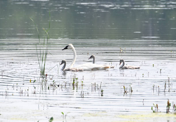istock Trumpeter Swan Family 1303917657