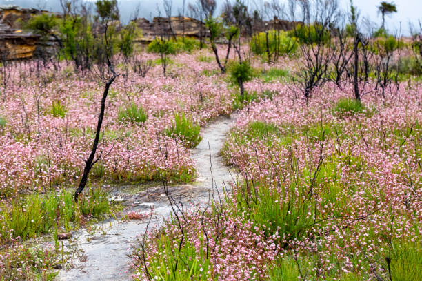 Path with beautiful and rare native Pink Flannel flowers in the mountains, background with copy space Path with beautiful and rare native Pink Flannel flowers in the mountains, background with copy space, full frame horizontal composition.
Although of fairly widespread distribution, pink flannel flower is rarely seen in the wild as it does not appear every year. Apparently it requires specific climatic conditions for seed stored in the soil to germinate. It is reported that it flowers for one season a year after a fire if there has been rain. bush land natural phenomenon environmental conservation stone stock pictures, royalty-free photos & images