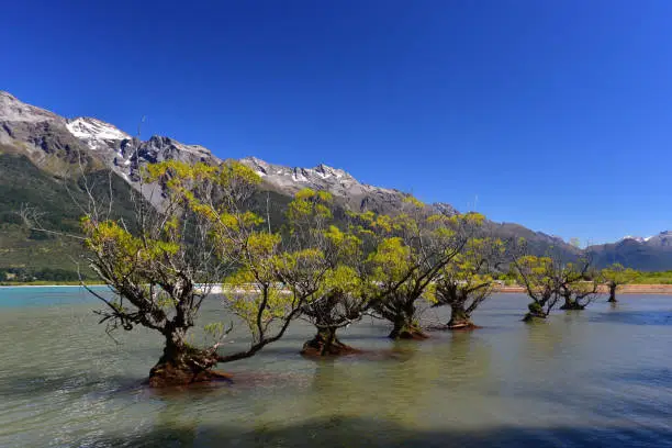 Photo of Willow trees in Lake Wakatipu, Glenorchy, New Zealand