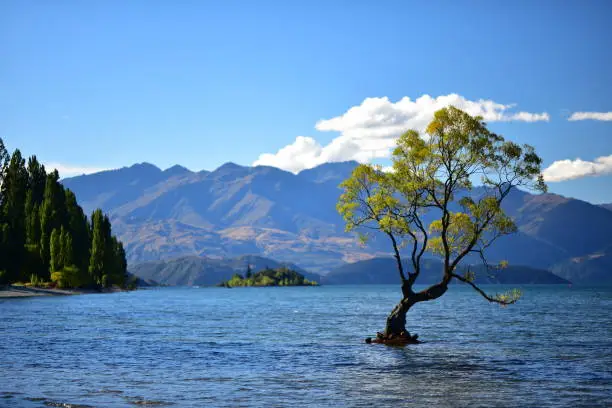 Photo of Willow trees in Lake Wakatipu, Glenorchy, New Zealand