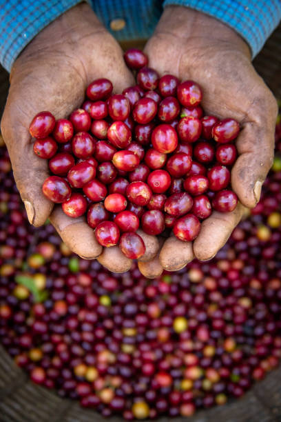 istock Man showing coffee beans with his hands 1303919419
