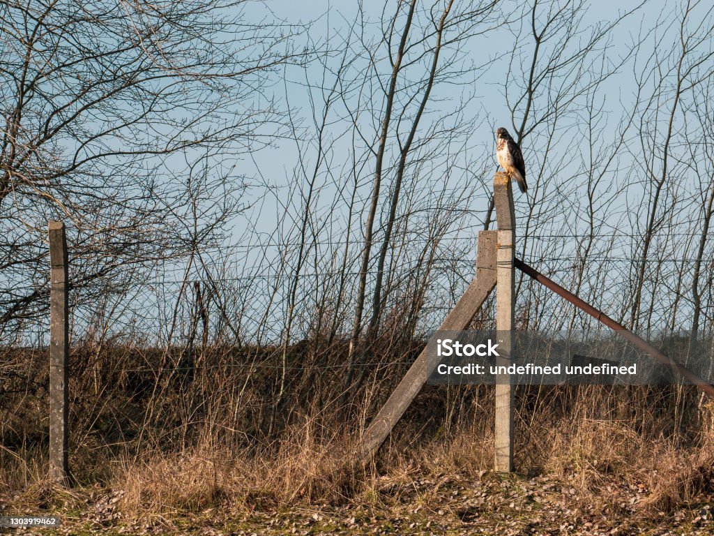 rovfågel sitter på en staketstolpe på jakt efter byte - Royaltyfri Bakgrund Bildbanksbilder rovfågel sitter på en staketstolpe på jakt efter byte - Royaltyfri Bakgrund Bildbanksbilder