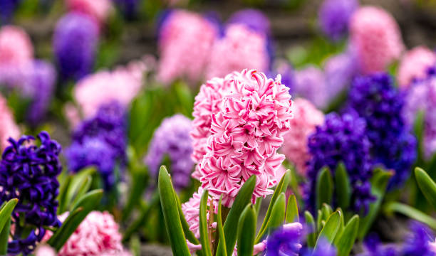 istock Large flower bed with multi-colored hyacinths, traditional easter flowers, flower background, easter spring background. Close up macro photo, selective focus. Ideal for greeting festive postcard. 1303922237