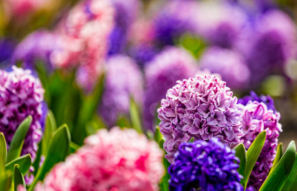 istock Large flower bed with multi-colored hyacinths, traditional easter flowers, flower background, easter spring background. Close up macro photo, selective focus. Ideal for greeting festive postcard. 1303922249