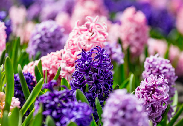 istock Large flower bed with multi-colored hyacinths, traditional easter flowers, flower background, easter spring background. Close up macro photo, selective focus. Ideal for greeting festive postcard. 1303922301