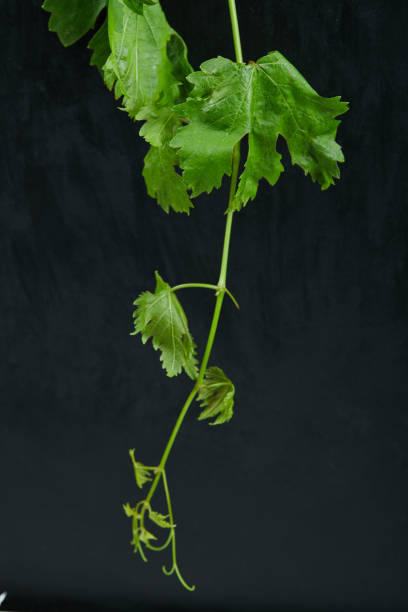 istock A bunch of grape leaves on dark background 1303924106