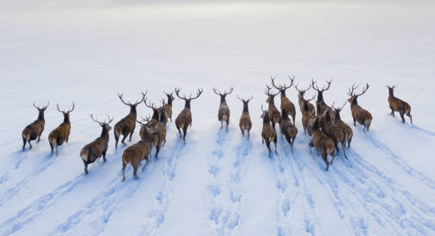 istock Deers in winter landscape 1303924196