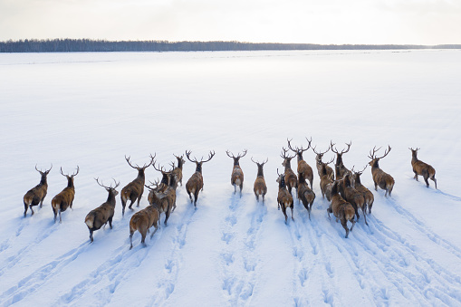 Deers in winter landscape. Herd of deers with horns. Wildlife landscape with copy space.