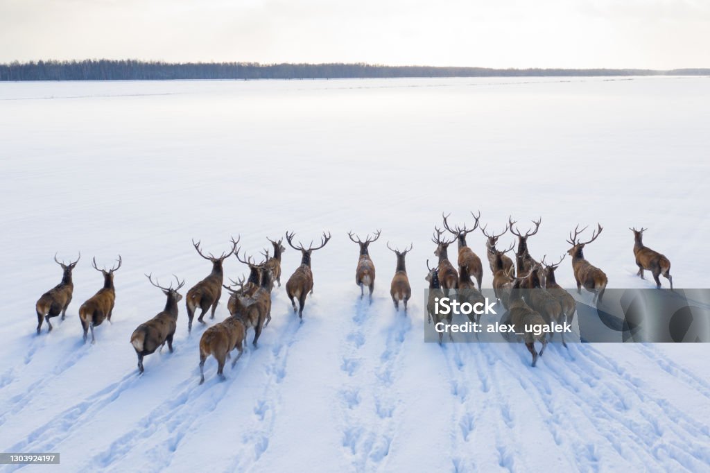 Deers in winter landscape Deers in winter landscape. Herd of deers with horns. Wildlife landscape with copy space. Herd Stock Photo