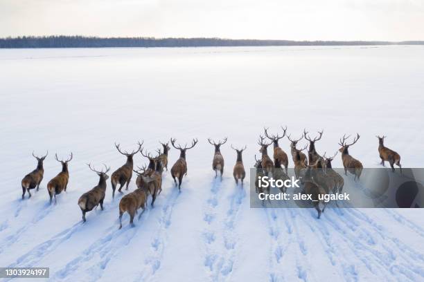 Deers In Winter Landscape Stock Photo - Download Image Now - Herd, Elk, Animal
