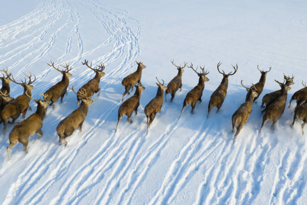 istock Herd of wild deers with horns 1303924204