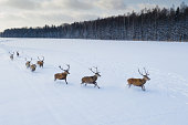 Deers on showy field