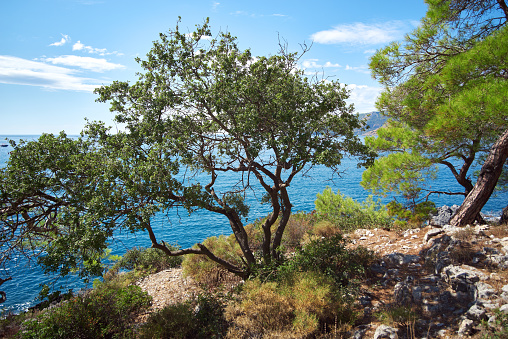 View to the blue Mediterranean Sea and trees, mountain slope, blue sky near Fethiye-Turkey