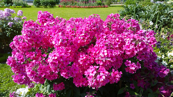 Phlox paniculata. Beautiful pink flowers in garden. Bright purple background. Gardening. Flowerbed in front or back Yard. Beauty in nature. Summer. Bright bush. Flowering plant. Polemoniaceae family.
