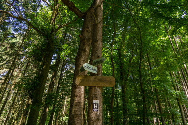 Old metal way marker in german forest overgrown by bark