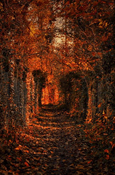 istock narrow food path at autumn sunlight 1303930449