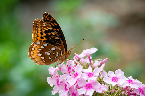 Meadow brown butterfly (maniola jurtina) pollinating verbena bonariensis flowers in a UK summer garden