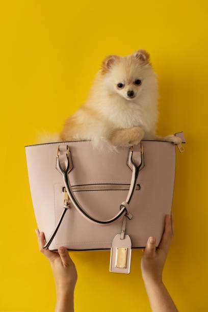 istock white pomeranian domesticated dog inside a modern pink purse that is held by two hands\ 1303933431