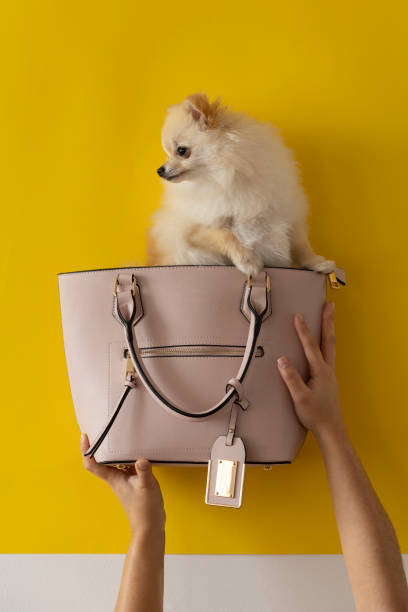 istock dog inside a trendy pink satchel that is held by two hands, studio with yellow background 1303933434
