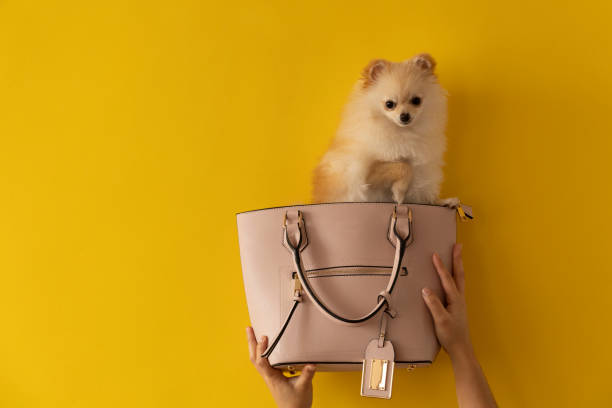istock pomeranian dog inside a pink purse that is held by two hands, studio with yellow background 1303933483