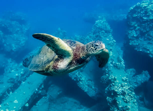 Green Sea Turtle Close Up Over Collapsed Pier stock photo