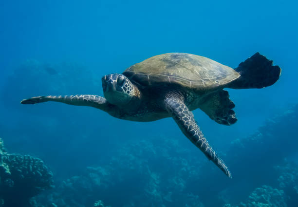 istock Close Up Face First Hawaiian Green Sea Turtle 1303935193