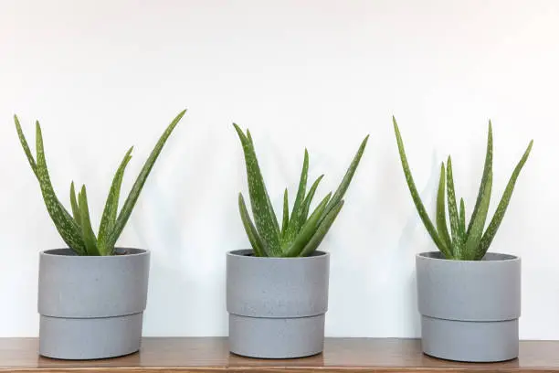 Photo of Aloe Vera Plants on a white background, sitting on a wooden shelf