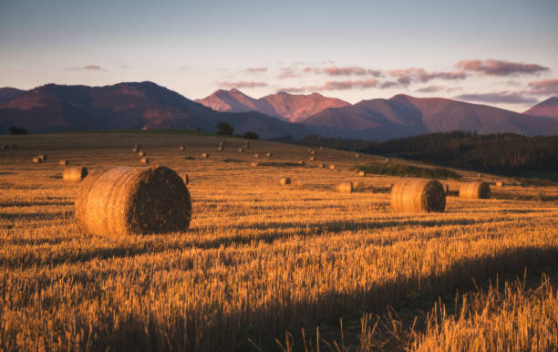istock Harvested Field with Hay Bales Under Mountains 1303937143