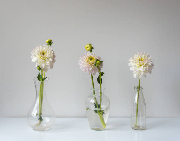 istock White dahlias in glass vases on table 1303937665