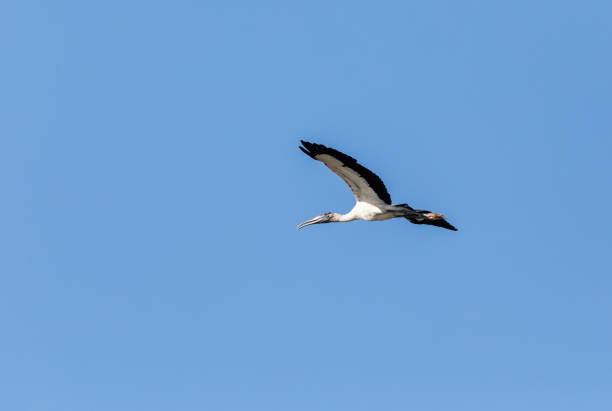 istock Wings spread, a wood stork Mycteria americana flies 1303937726