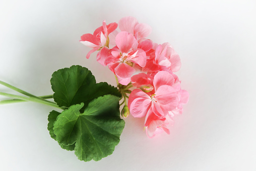 Flower - Pink Geranium, close up with Copy Space