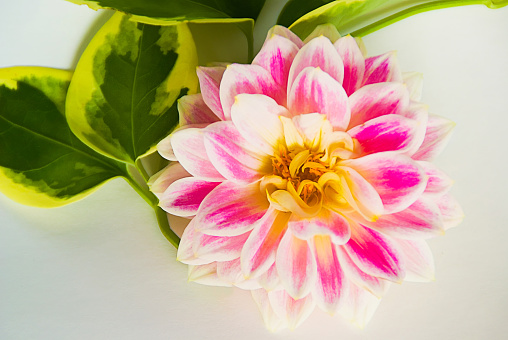 Flower - Pink Yellow & White Dahlia - Close up