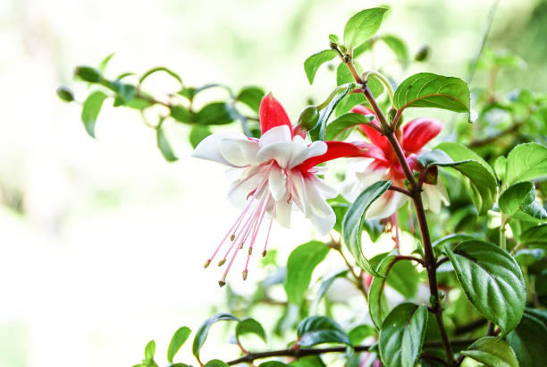 Flower - Red  & White Fuchsia with Copy Space