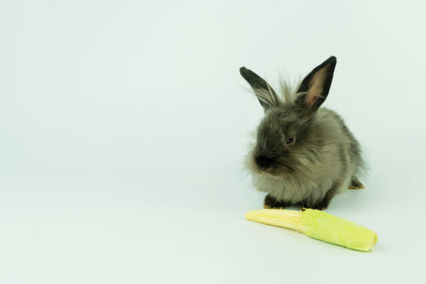 istock Adorable fluffy little gray bunny or rabbit with baby corn while sitting over isolated white background. Easter animal concept. 1303940560