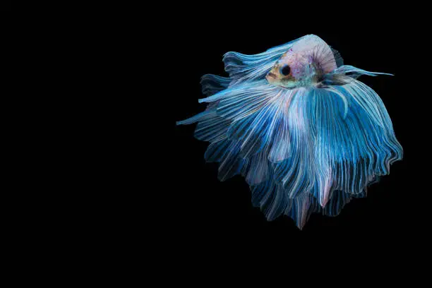 Multicolor White Betta spendens fighting fish (Rosetail) Halfmoon fancy in Thailand on isolated black background with copy space. The moving moment beautiful Siamese betta fish with clipping path.