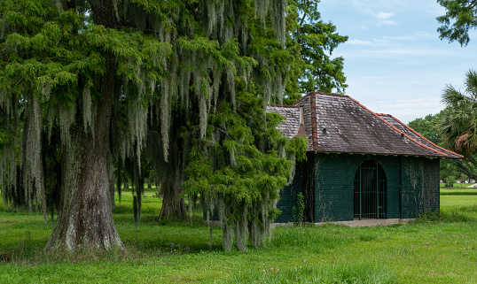 Old abandon building next to an old oak tree with Spanish moss